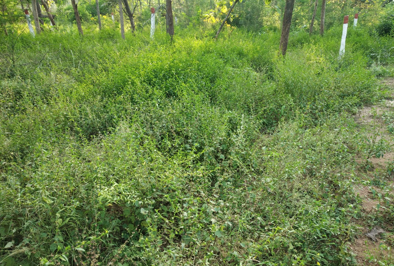 Residential-Plots-Pragati-Nagar-Gowrelly-Road-Taramatipet-Hyderabad